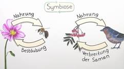 Thema Symbiose